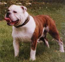 Victorian bulldog