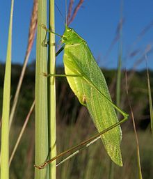 Katydid Scudderia cricket.